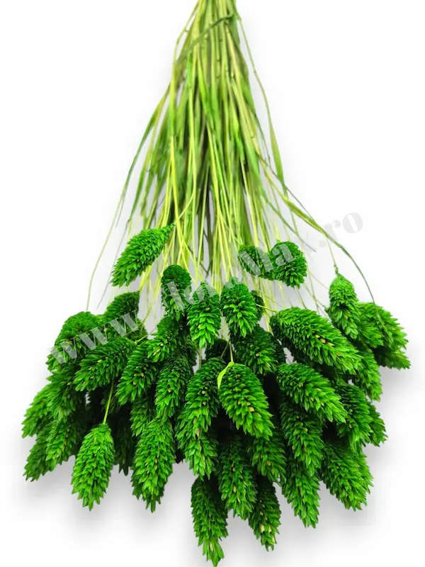 Talaris Uscat – Flori Decorative pentru Aranjamente Florale, Nunti si Botezuri [1]