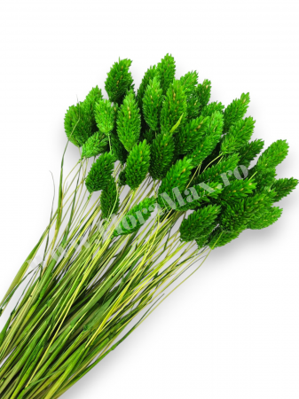 Talaris - Talaris Uscat – Flori Decorative pentru Aranjamente Florale, Nunti si Botezuri