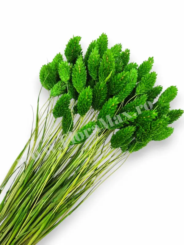 Produse-NOUTATI - Talaris Uscat – Flori Decorative pentru Aranjamente Florale, Nunti si Botezuri