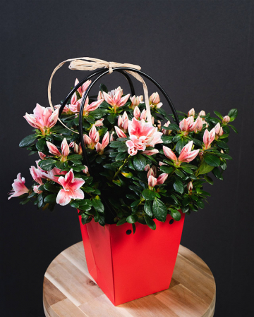 Plante de apartament - Azalee Ghiveci