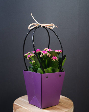 Plante de apartament - Kalanchoe Ghiveci