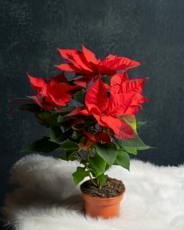 Produse cadou - Craciunita