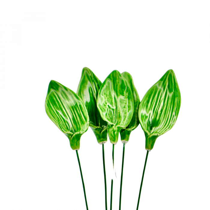 Frunză de Lalea [1]