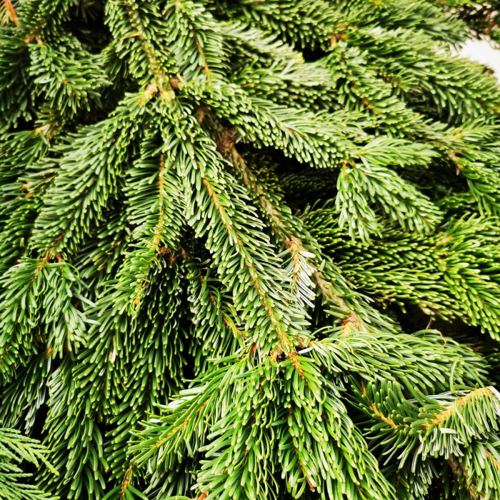 BALOT  brad crengi taiate 7 kg [1]