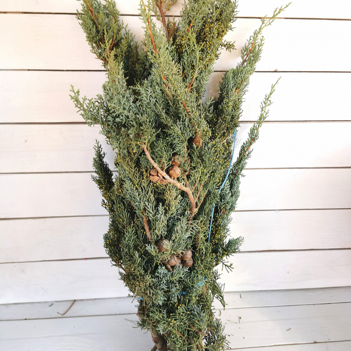 Chiparos de Arizona taiat. LEGATURA 2kg [2]