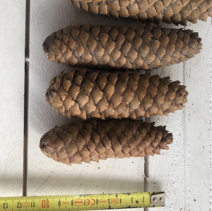 Conuri de BRAD la cutie 2.5 kg [3]