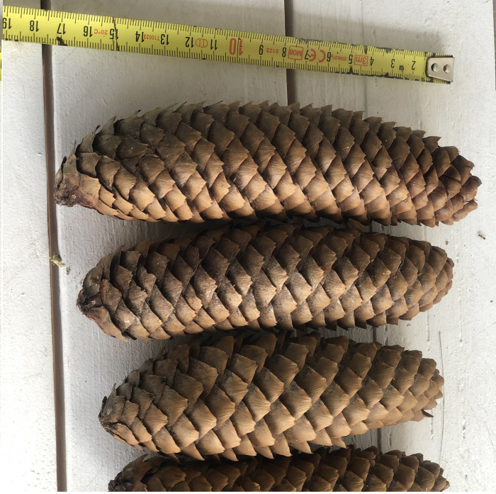 Conuri de BRAD la cutie 2.5 kg [1]