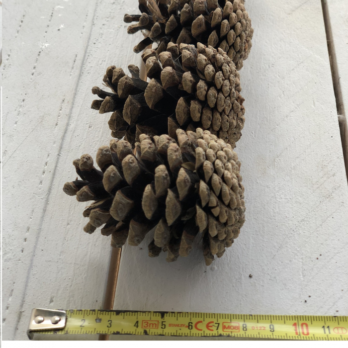 Conuri de PIN la cutie 2 kg [3]