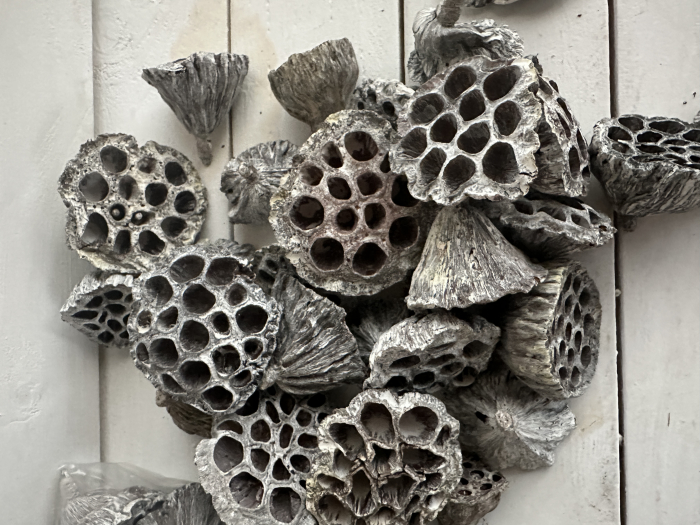 Fructe LOTUS Uscate ALBITE. SAC En gros. 200 + bucăți [3]