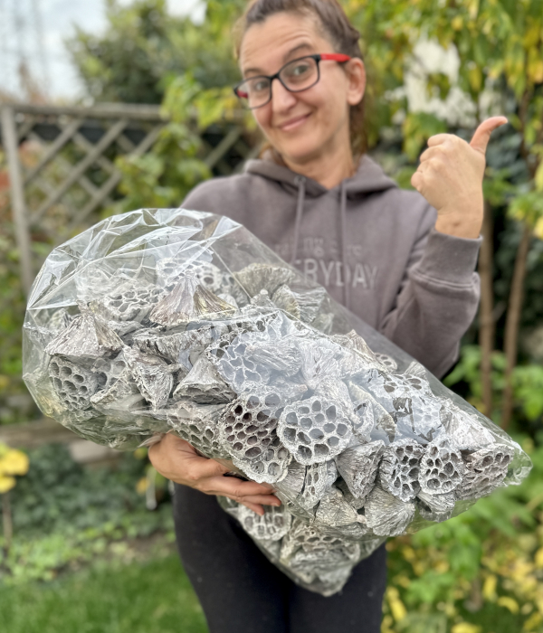 Fructe LOTUS Uscate ALBITE. SAC En gros. 200 + bucăți [2]
