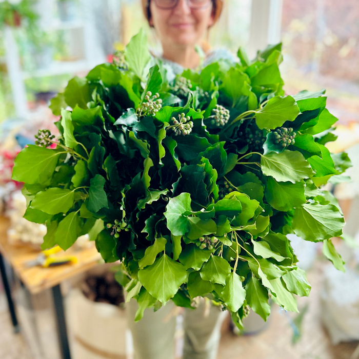 Iederă sălbatică BALOT  60 - 65 cm 2,5 kg [3]