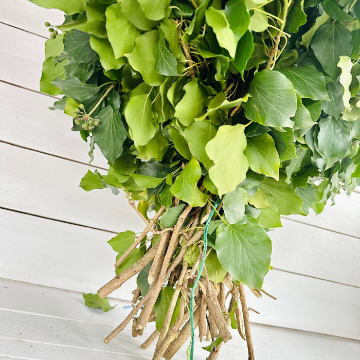 Iederă sălbatică BALOT  60 - 65 cm 2,5 kg [2]