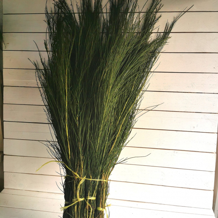 Matura verde. Cytisus scoparis taiat. BALOT 10 legaturi [2]