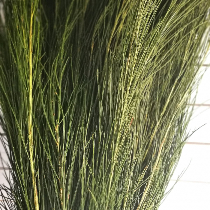 Matura verde. Cytisus scoparis taiat. BALOT 10 legaturi [3]