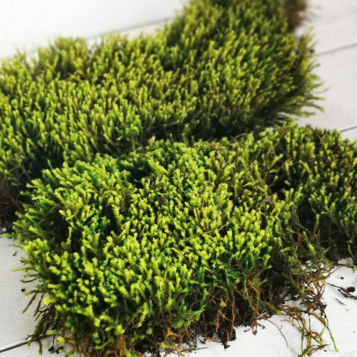 MUȘCHI Proaspăt de pădure [3]