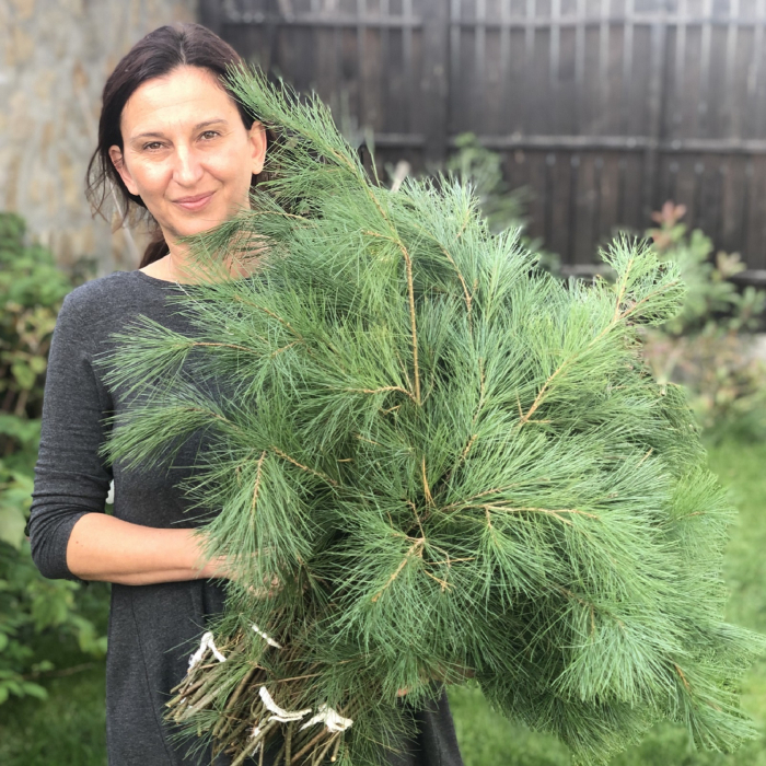 Pin proaspat BALOT (5 legaturi) [1]