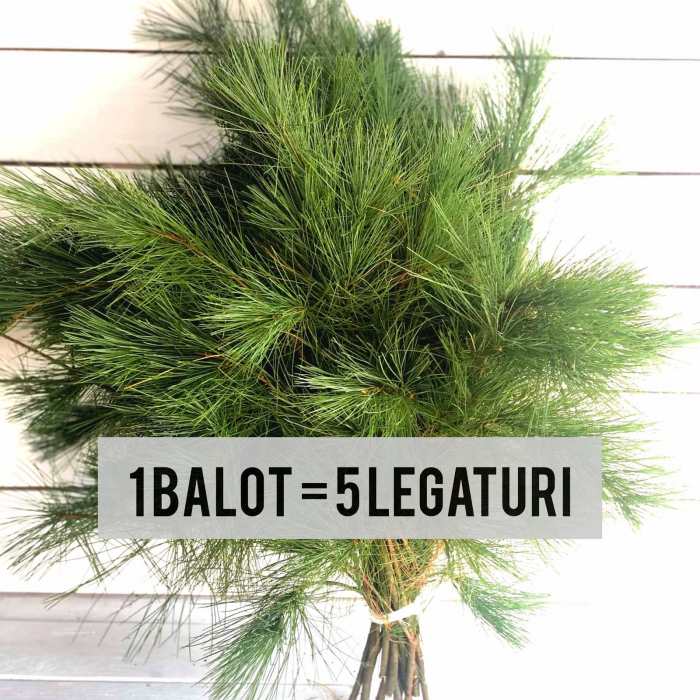 Pin proaspat BALOT (5 legaturi) [2]