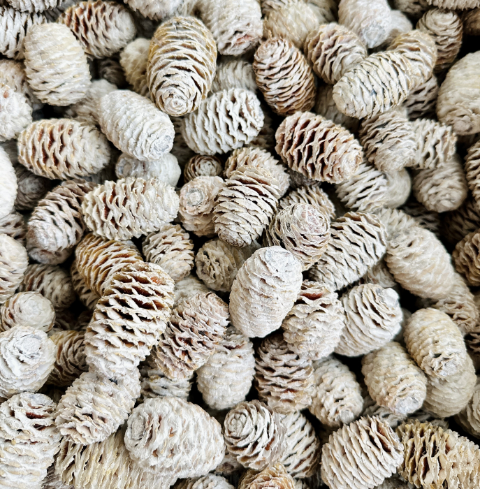 SABULOSUM conuri albite. 60 buc [3]