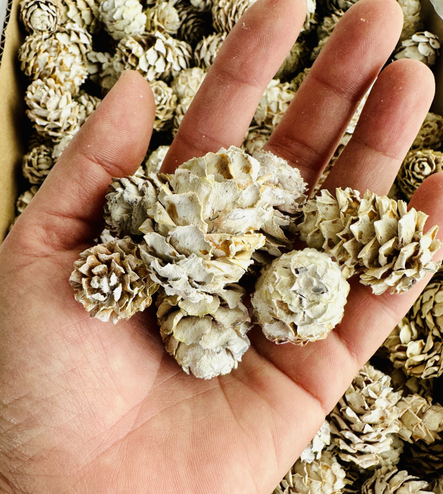 SALIGNUM conuri mici albite 1,2 kg 400+ buc [3]