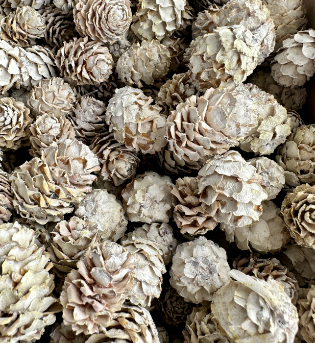 SALIGNUM conuri mici albite 1,2 kg 400+ buc [2]