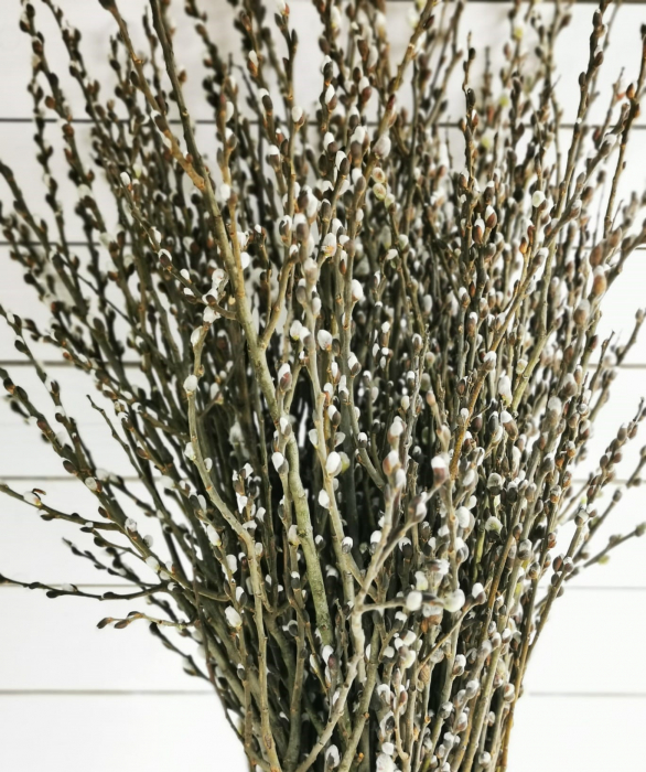 Salix romanesc. BALOT 150 crengi [2]