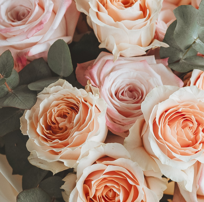 Trandafiri parfumați pastel. Premium, [3]