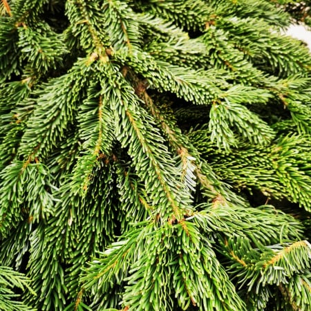 MATERIALE PENTRU FLORARII - BALOT  brad crengi taiate 7 kg