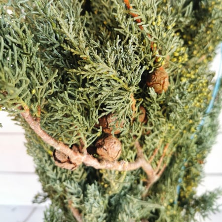 MATERIALE PENTRU FLORARII - Chiparos de Arizona taiat. LEGATURA 2kg