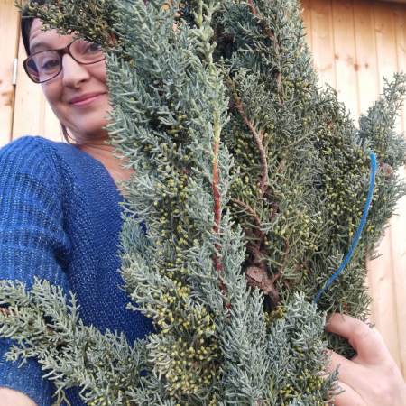 Chiparos de Arizona taiat. LEGATURA 2kg [3]