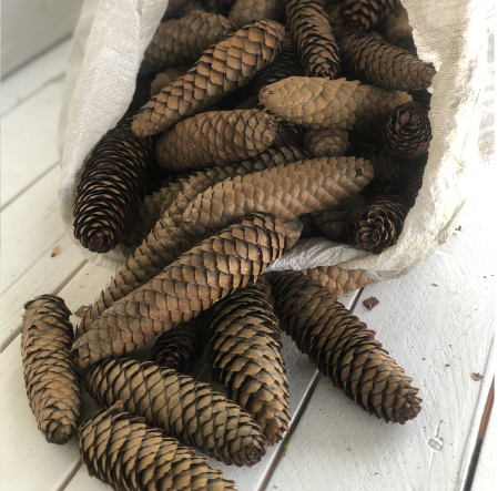 Conuri de BRAD la sac 8 kg [1]