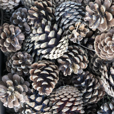 Conuri de PIN la cutie 2 kg [1]