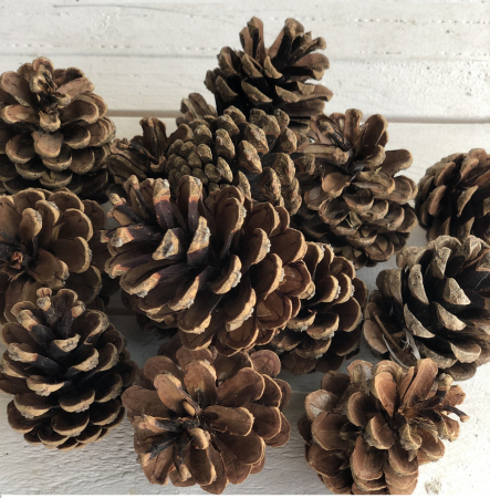 MATERIALE PENTRU FLORARII - Conuri de PIN la cutie 2 kg