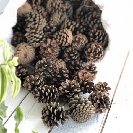 Conuri de PIN la sac 8 kg