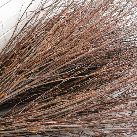 Crengi mesteacăn natur. Legătură. [1]