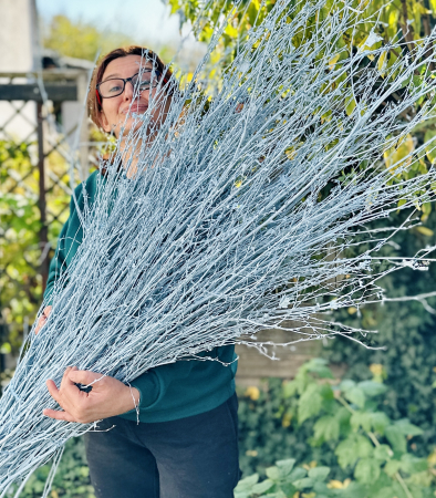 MATERIALE PENTRU FLORARII - Crengi Mesteacăn Vopsite BLEU. BALOT 5 legături