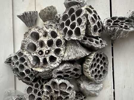 MATERIALE PENTRU FLORARII - Fructe LOTUS Uscate ALBITE. 40 buc