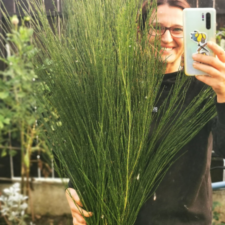 MATERIALE PENTRU FLORARII - Matura verde. Cytisus scoparis taiat. BALOT 10 legaturi