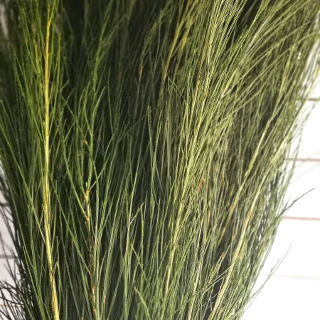 Matura verde. Cytisus scoparis taiat. BALOT 10 legaturi [2]