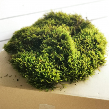 MATERIALE PENTRU FLORARII - MUȘCHI Proaspăt de pădure