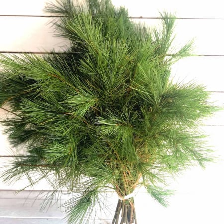 MATERIALE PENTRU FLORARII - Pin proaspat LEGATURA