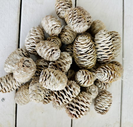 MATERIALE PENTRU FLORARII - SABULOSUM conuri albite. 60 buc