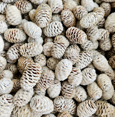 SABULOSUM conuri albite. 60 buc [2]
