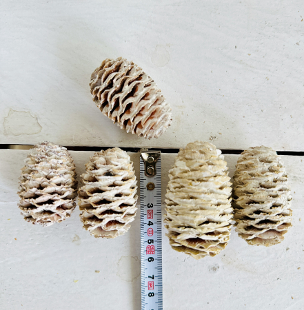 SABULOSUM conuri albite. 60 buc [3]