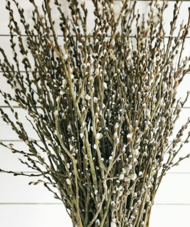 Salix romanesc. BALOT 150 crengi [1]