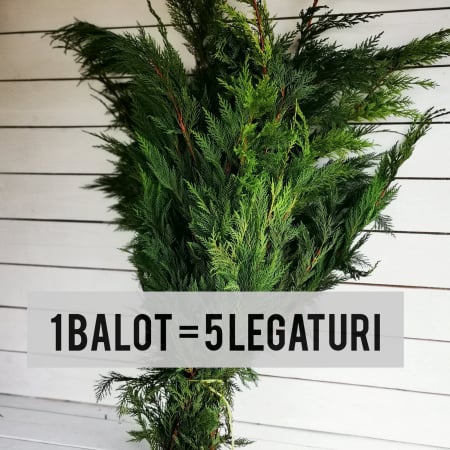 MATERIALE PENTRU FLORARII - TUIA argintie BALOT