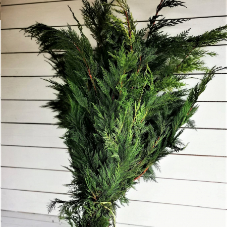 Tuia argintie legatura mica [1]