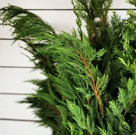 MATERIALE PENTRU FLORARII - Tuia argintie legatura mica