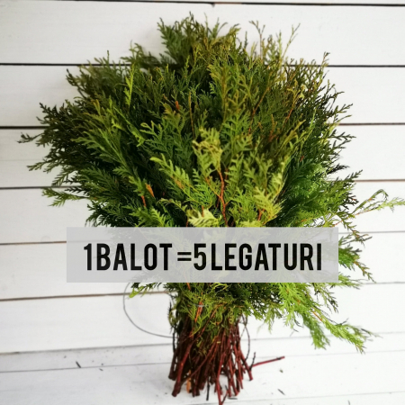 MATERIALE PENTRU FLORARII - Tuia verde crud balot (taiata)