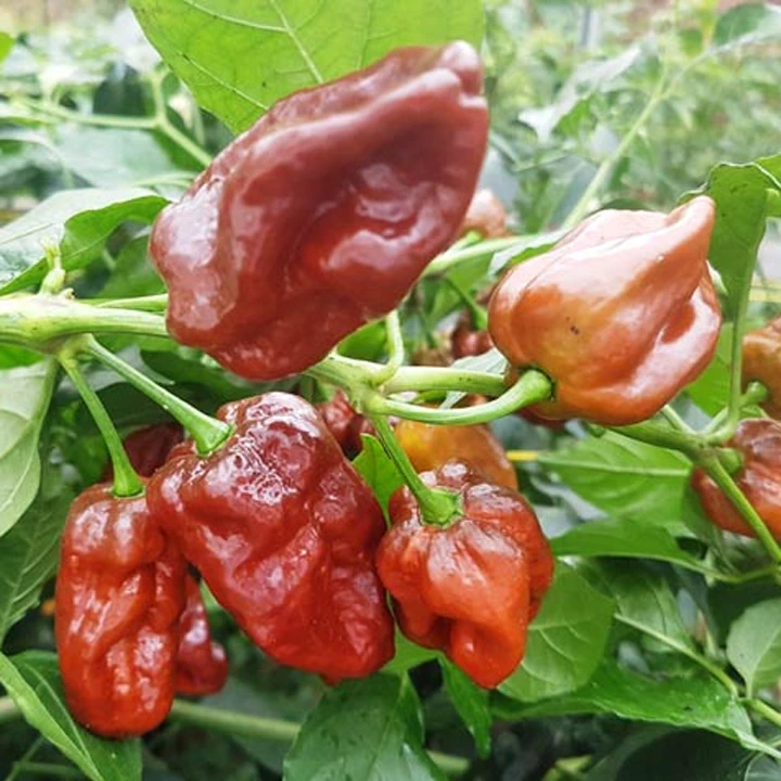 Semințe de ardei iute "7 Pod Chaguanas Chocolate" [2]