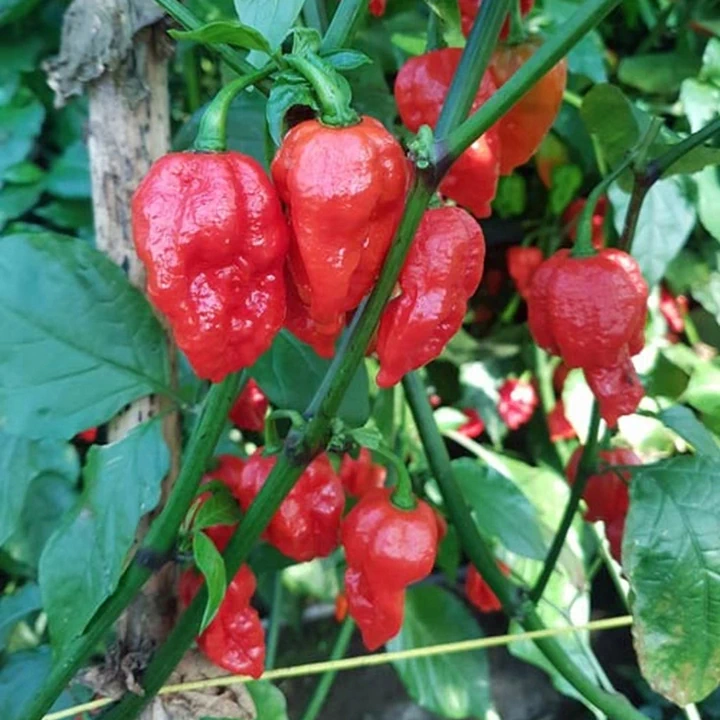 Semințe de ardei iute "Apocalypse Red" [2]